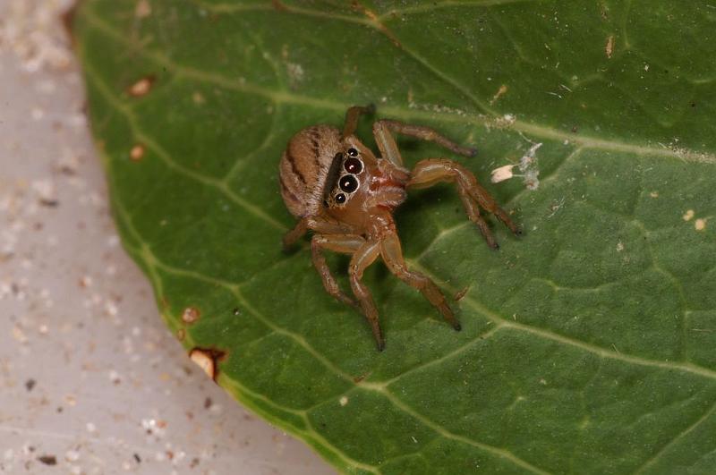 Lycidas_scutulatus_D7841_Z_89_North Stradbroke island_Australie.jpg